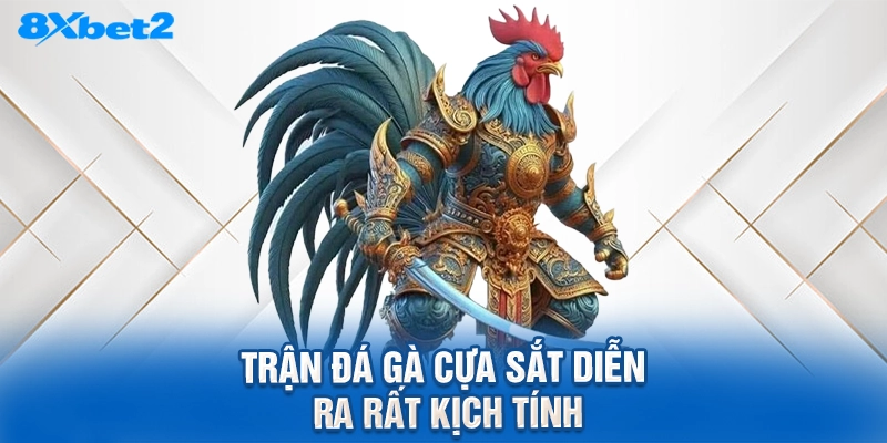 Trận đá gà cựa sắt diễn ra rất kịch tính