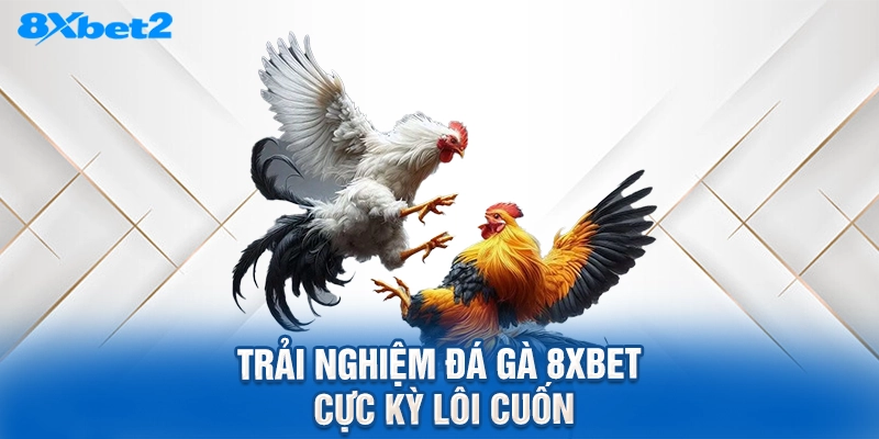 trải nghiệm đá gà 8XBET cực kỳ lôi cuốn